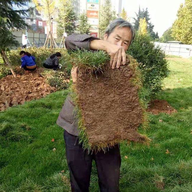 廠(chǎng)區綠化施工設計及養護