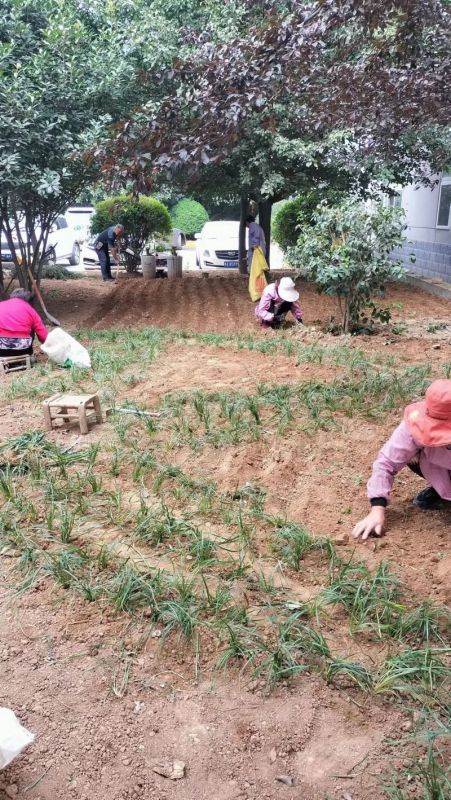 廠(chǎng)區草坪綠化展示